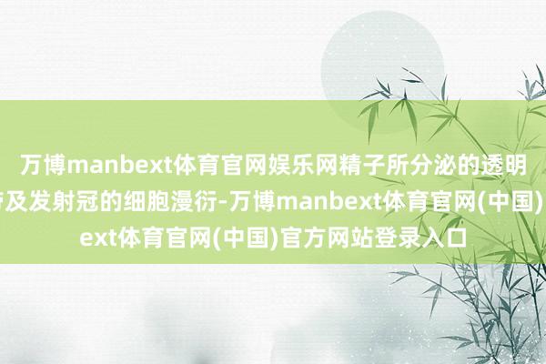 万博manbext体育官网娱乐网精子所分泌的透明质酶酸能使透明带及发射冠的细胞漫衍-万博manbext体育官网(中国)官方网站登录入口